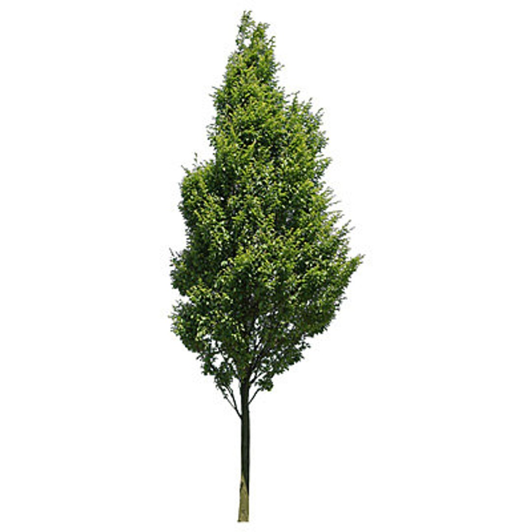  https://p.turbosquid.com/preview.turbosquid.com/Preview/2014/08/01__17_25_29/Trees 2-4 TS.jpgb4e4b93e-9d10-4fe4-8d75-b4a9a40f023dLarger/jpg/1217966551/1920x1080/fit_q87/3a778eaada2deb6cc058439c6f04039856c769a8/Trees 2-4 TS.jpgb4e4b93e-9d10-4fe4-8d75-b4a9a40f023dLarger.jpg
